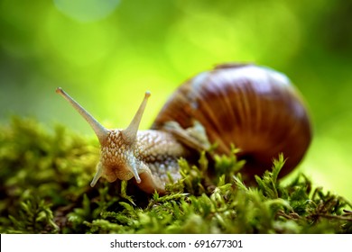 Helix pomatia also Roman snail, Burgundy snail, edible snail or escargot, is a species of large, edible, air-breathing land snail, a terrestrial pulmonate gastropod mollusk in the family Helicidae.
