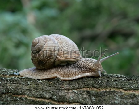Helix pomatia also Roman snail, burgundy snail, edible snail or escargot, is a species of large, edible, air-breathing land snail.