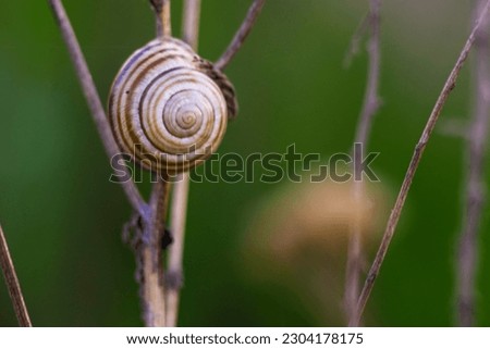Helix pomatia also Roman Snail on dry stem