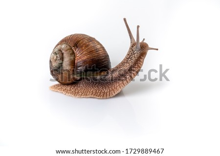 Helix Pomatia Snail with brown striped shell, crawl isolated on a white background Helix Pomatia Burgundy Roman, Escargot. space for text.