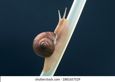 Helix pomatia. snails hang from a plastic tube. mollusc and invertebrate. delicacy meat and gourmet food.