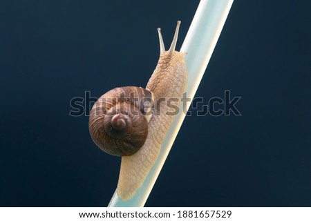 Helix pomatia. snails hang from a plastic tube. mollusc and invertebrate. delicacy meat and gourmet food.