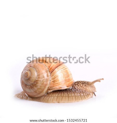 Image, Stock Photo More Schneck² 1 Animal