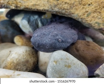 Hellbender Giant Salamander Under Rock In Slightly Murky Water