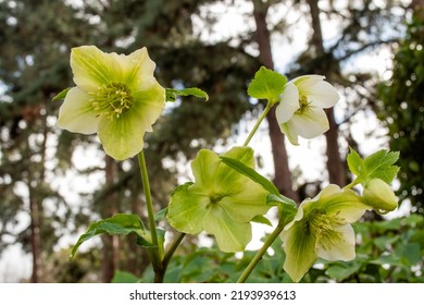 Hellebore Helleborus Tutu Green White Flower With Green Folliage