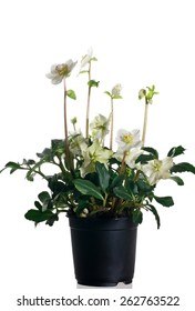 Hellebore In Pot On A White Background