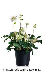 Hellebore In Pot On A White Background