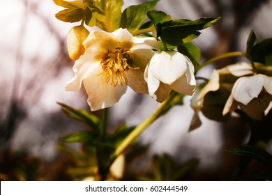 Hellebores in spring