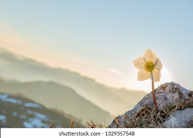 Helleborus Is A Flower That Blooms In The Snow