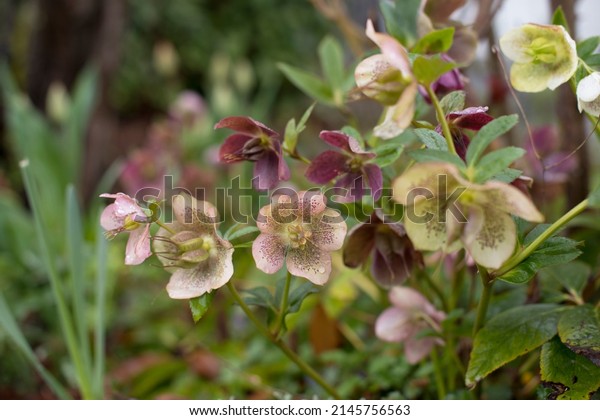 Helleborus in garden, Christmas\
rose or black hellebore is an evergreen perennial flowering plant\
in the buttercup family Ranunculaceae. Green Flowers\
background