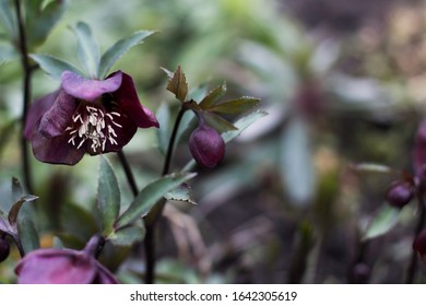 Helleborus Gladorfensis Dark Purple Snow Rose