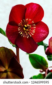 Helleborus Gladorfensis Snow Rose Variety Ice Rose Red. Magical Winter Snow Rose Flowers. Gold Collection Or Helleborus X Glandorfensis, Pretty Ellen Purple