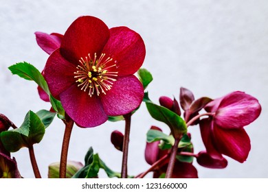 Helleborus Glandorfensis Snow Rose Variety Ice Rose Red. Magical Winter Snow Rose Flowers. Gold Collection Or Helleborus X Glandorfensis, Pretty Ellen Purple 