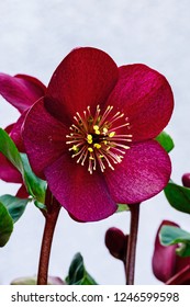 Helleborus Glandorfensis Snow Rose Variety Ice Rose Red. Magical Winter Snow Rose Flowers. Gold Collection Or Helleborus X Glandorfensis, Pretty Ellen Purple