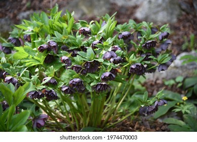 Helleborus Grows And Blooms In The Garden In Spring