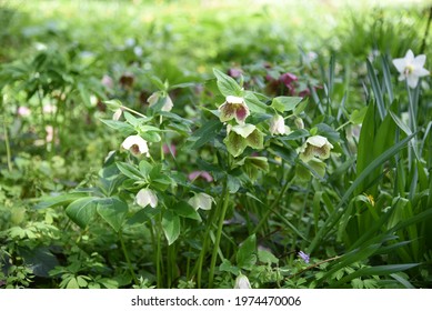 Helleborus Grows And Blooms In The Garden In Spring