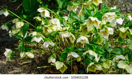 Helleborus Lividus Closeup 