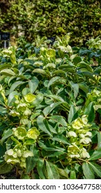  Helleborus Lividus Closeup 