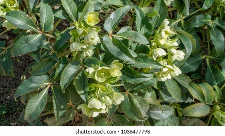  Helleborus Lividus Closeup