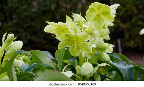 Helleborus Lividus Closeup 6.