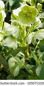 Helleborus Lividus Closeup 9.