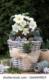 Helleborus Niger In Basket As Winter  Garden Decoration