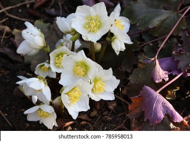 Helleborus Niger Blossom