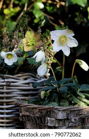 Helleborus Niger In White