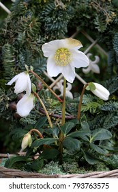 Helleborus Niger In White