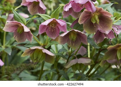 Helleborus Orientalis