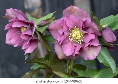 Helleborus Orientalis Double Ellen Red