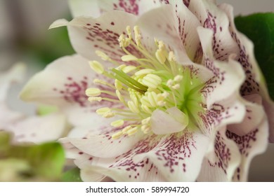 Helleborus Orientalis, Increased