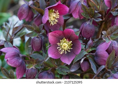 Helleborus Orientalis In Purple Macro