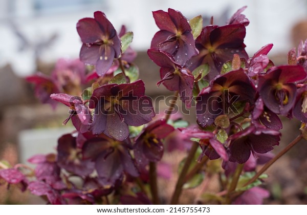 Helleborus pink in garden, Christmas rose or black\
hellebore is an evergreen perennial flowering plant in the\
buttercup family Ranunculaceae, Nature floral background with warm\
sunlight Merlin Lenten\
