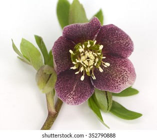 Helleborus; Purpurascens; Christmas, Rose