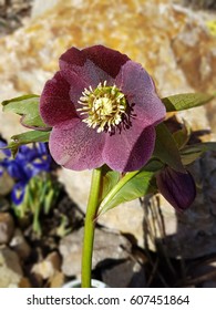 Helleborus; Purpurascens; Christmas, Rose