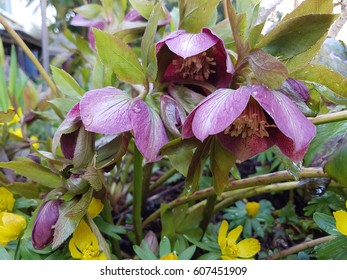 Helleborus; Purpurascens; Christmas, Rose