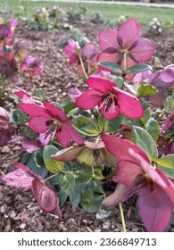 Helleborus 'Walberton's Rosemary' ('Walhero') flowering in early spring - Shutterstock ID 2366849713