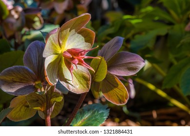 Helleborus X Ballardiae HGC Mahogany Snow