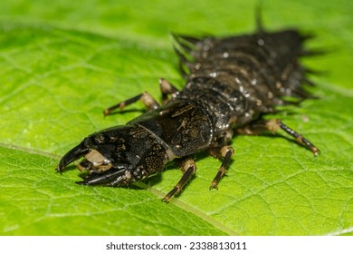Hellgrammite- Eastern Dobsonfly - Corydalus cornutus
