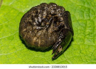 Hellgrammite- Eastern Dobsonfly - Corydalus cornutus