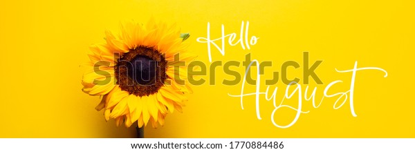 Hello August text and Yellow Sunflower Bouquet on\
bright Yellow Background, Autumn Concept, Top View, Space for Text,\
banner size