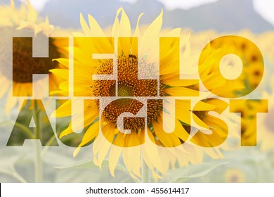 Hello AUGUST Word On Sunflower Background