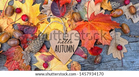 hello autumn. greeting card and fallen leaves, acorns, cones on wooden board. Autumn natural Background. symbol of fall season. flat lay