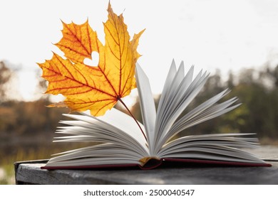 Hello, Autumn. seasonal atmospheric photo. A beautiful yellow-orange maple leaf between the pages of an open book on a sunny day. pleasant solitude, self-education is a pleasure. Simple human joys - Powered by Shutterstock