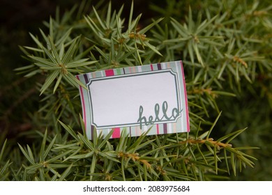 Hello.  Colorful Sticky Note With Inspirational Quote On A Green Pine Tree Branch. Friendly  Reminder. 