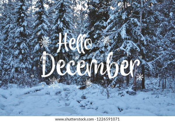 Hello December Winter Background Fresh Fir Stock Photo 1226591071 ...