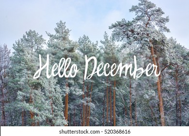 hello december (winter) card