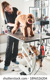 Hello. Full Length View Of The Attractive Female Dog Groomer Standing At The Salon And Answering The Phone Call While Making Cutting For The Apricot Funny Labradoodle