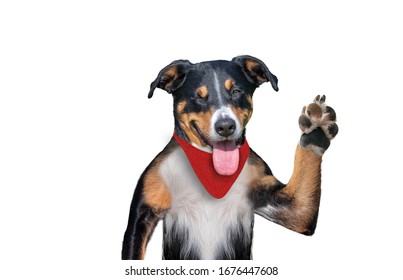 Hello Goodbye High Five Dog, Dog Winks 